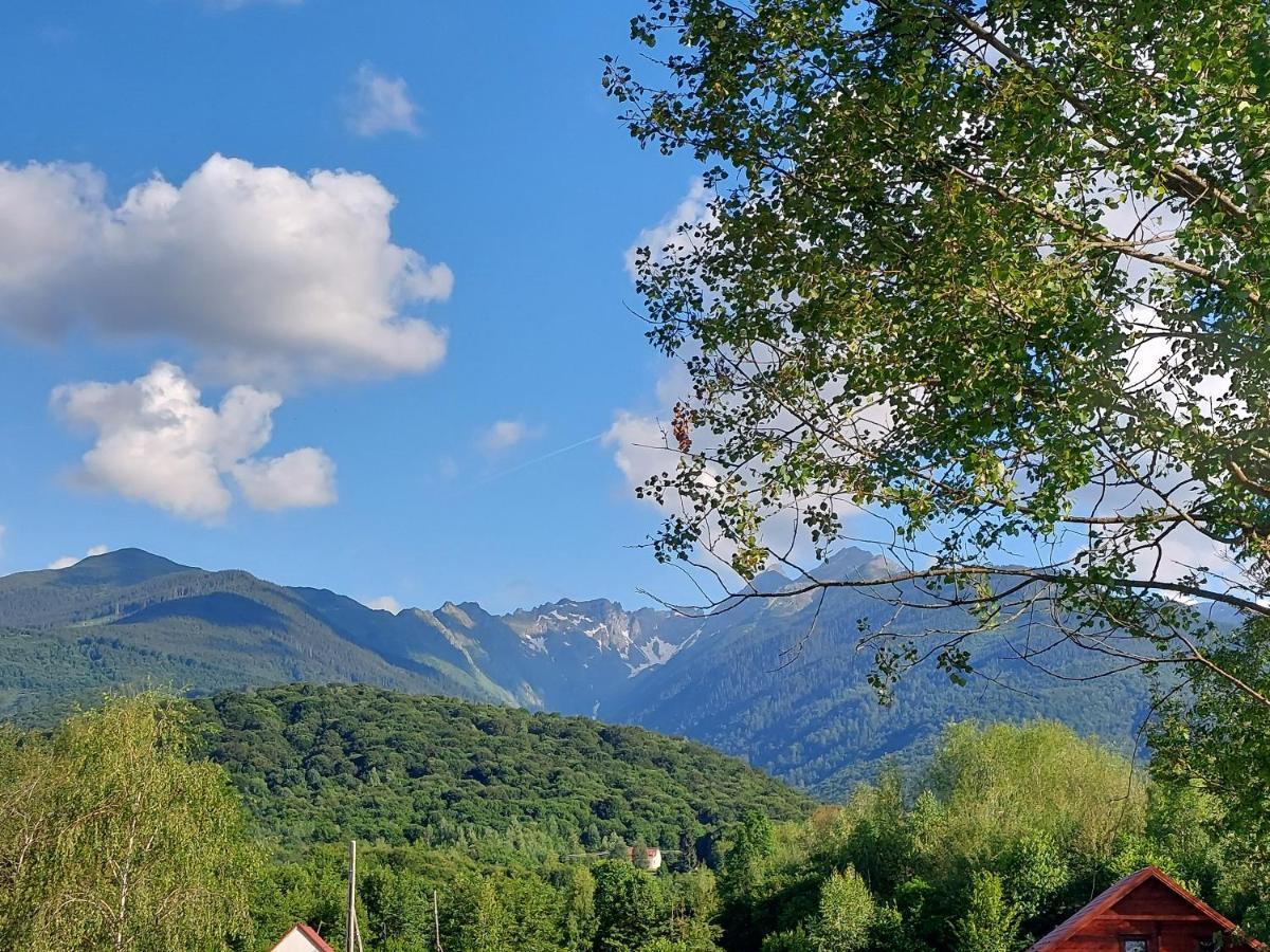 Cabana Casa Lu'Baciu Arpaşu de Sus Eksteriør billede